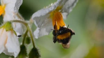 The Pollinators